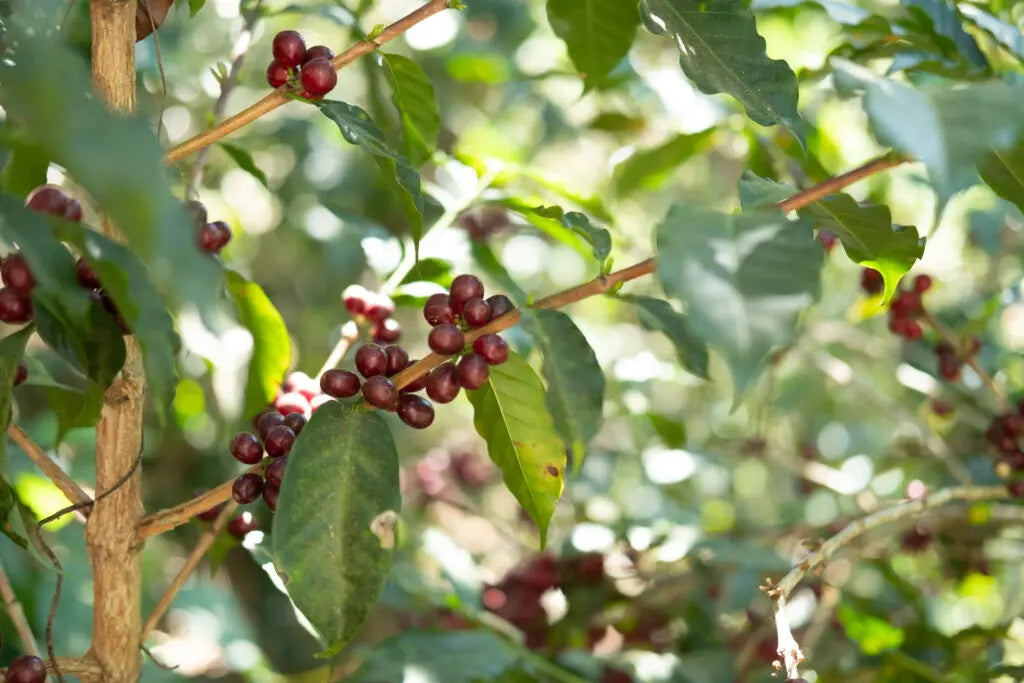 Finca Santa Matilde